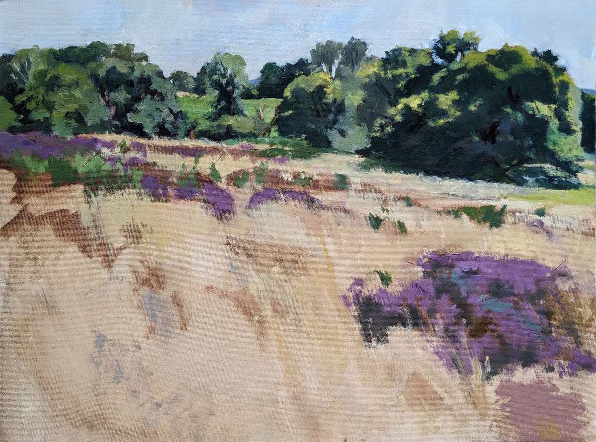 Puttenham_Heath_in_the_Sunshine