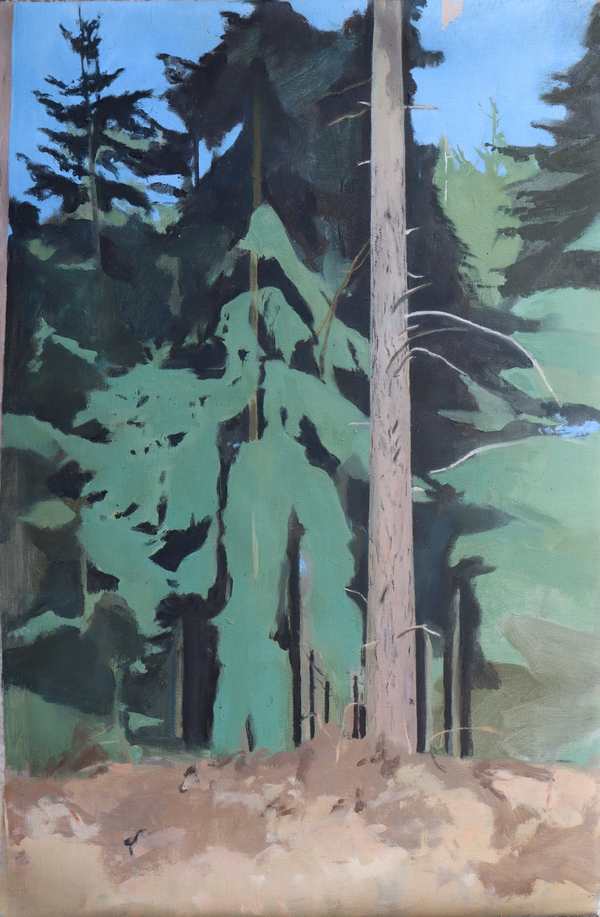 Douglas_Fir_at_Midday